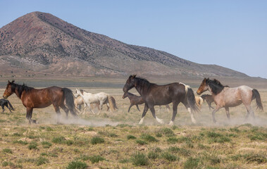 Sticker - Herd of Wild Horses in the Utah Desert in Springtime