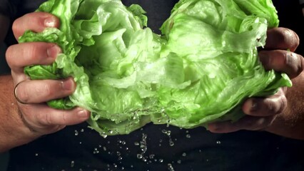 Poster - The cook break apart the fresh lettuce. Filmed on a high-speed camera at 1000 fps. High quality FullHD footage