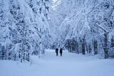Fototapeta Tulipany - Silhouetted figures walking on a snow-covered path in the Tamar Valley, surrounded by a serene, wintery forest.