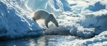 Polar Bear Preparing To Leap A Gap In The Ice. Copy Space Image. Place For Adding Text