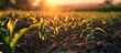 Young corn field in brown soil at sunset. Copy space image. Place for adding text