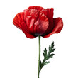 red  poppy flower isolated against transparent background