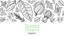 Salad Greens Sketch Set. Hand Drawn Vector Illustration. Cooking Salad. Vegan Food.