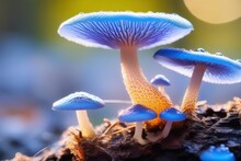 Fungus Fungi On Tree Bark Stomp, Closeup Macro Shot With Bokah, Bokeh, Slime Drops Poison Sticky Substance Alien Surface Calm, Beautiful, White Orange Baby Blue, Green Mossy Net