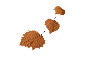 Wall Mural - Three autumn leaves isolated transparent png. Fall season dry brown foliage. Withered leaves blown away by the wind one after another.