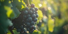 Close-up Cluster Of Dark Grapes In A Vineyard, Green Leaves Creating A Contrasting Backdrop, Blurred Background