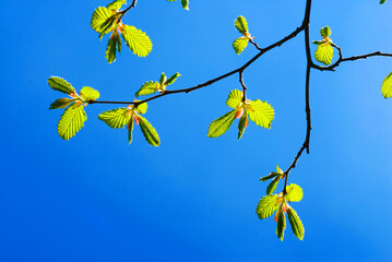 Wall Mural - a branch with very young leaves of a common hornbeam (Carpinus betulus) in early spring