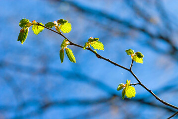 Wall Mural - a branch with very young leaves of a common hornbeam (Carpinus betulus) in early spring