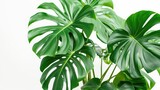 Fototapeta Sypialnia - Monstera in a pot isolated on white background, Close up of tropical leaves or houseplant that grow indoor for decorative purpose.