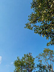 Canvas Print - 
It is a tree with blue skies and lush green leaves.