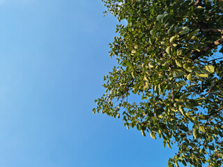 Canvas Print - Blue sky and trees with lush green leaves