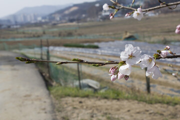 Canvas Print - Pink cherry blossom on the Sakura tree. 