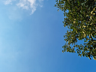 Canvas Print - 
It is a tree with blue skies and lush green leaves.
