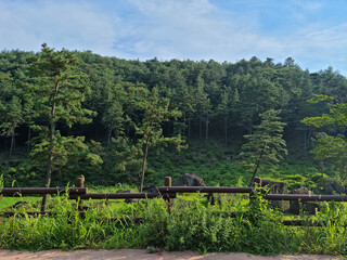 Canvas Print - 
It is a dense forest with a wooden fence.