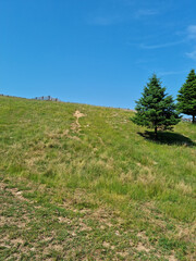 Canvas Print - Grass hills and fir trees.