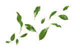 Fototapeta Natura - Fresh green tea leaves falling on white background