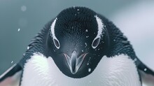 Penguin Closeup Headshot Outdoors