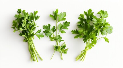 Poster - Mediterranean herbs and spices: set of fresh, healthy parsley leaves, twigs, and a small bunch isolated over a white background, cooking, food or diet and nutrition design elements : Generative AI