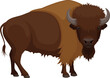 Vector illustration of an American bison, standing with head facing the viewer.