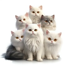 Group Of White Persian Cats In Front Of A White Background