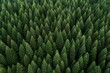 Aerial view of coniferous forest,  Top view from drone