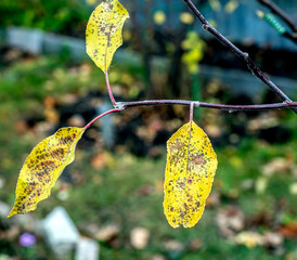 Wall Mural - bright yellow autumn leaves on a branch