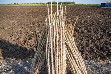 Bundle of stems of cassava.Grow cassava. preparing for Cassava field planting, Bunches of breeding sapling of cassava in plant