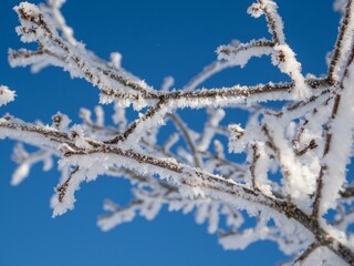 Canvas Print - Winter landscape with snow-covered trees and plants