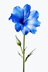 Poster - A close-up view of a blue flower on a stem. Perfect for nature or floral-themed designs