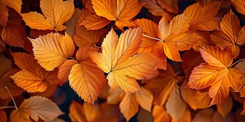 Wall Mural - Vibrant autumnal display orange and yellow leaves creating seasonal tapestry. Fall beauty captured in intricate patterns of maple foliage against bright backdrop. Nature final flourish before winter