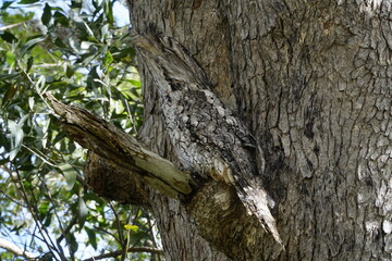 tawny frogmouth in a tree camouflaged