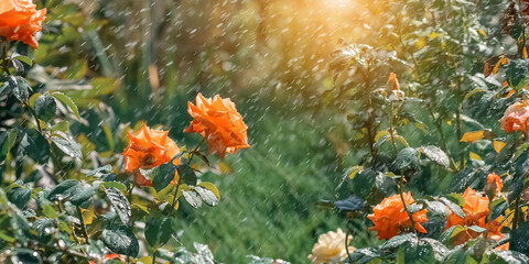 Wall Mural - shrub rose in sunlight under the rain. beautiful spring banner with orange roses. selective soft foc