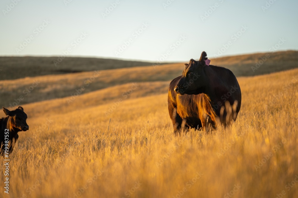 beautiful cows on a farm, beef cattle production in a hot summer, Stud ...