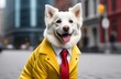 White dog in a yellow jacket on the street. Vet 