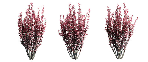 Poster - Berberis thunbergii bush isolate transparent background.3d rendering PNG
