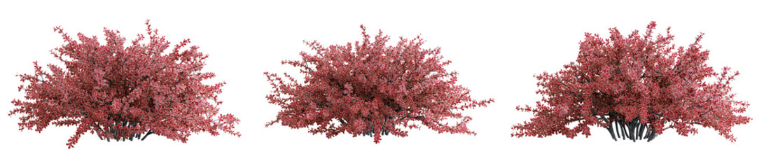 Poster - Berberis thunbergii bush isolate transparent background.3d rendering PNG
