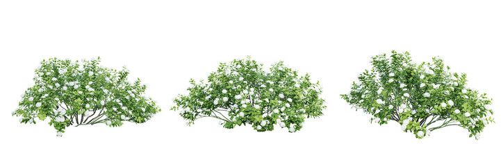 Poster - Spiraea betulifolia isolate transparent background.3d rendering PNG