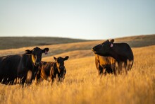 Stud Wagyu Cows And Bull In A Sustainable Agriculture Field In Summer. Fat Cow In A Field. Mother Cow With Baby At Sunset