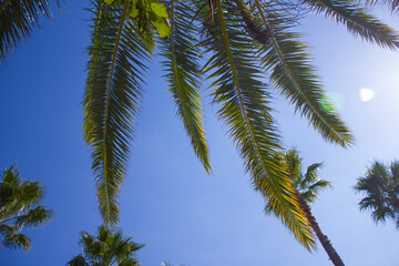 Canvas Print - This is a low view of palm trees.