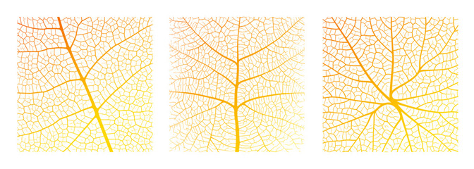 Wall Mural - leaf vein texture abstract background with close up plant leaf cells ornament texture pattern. orang
