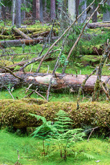 Poster - Fallen tree in a old growth forest