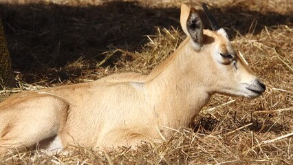 Wall Mural - baby scimitar oryx (Oryx dammah), also known as the scimitar-horned oryx and the Sahara oryx