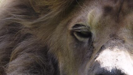 Canvas Print - White lion looks at the camera and blinks. close up, slow motion