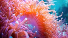 Nemone Actinia Texture Close Up Underwater Reef Sea Coral Background