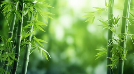  Bamboo forest background, green leaves with space for text.