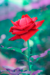 Sticker - Red rose with natural background