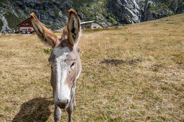 Sticker - Colle del Sommiller, Piemonte, Alpi Cozie, Bardonecchia