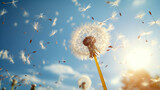 Fototapeta Dmuchawce - Flying Dandelion seeds