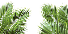 Palm Leaves Evergreen Summer Realistic On Transparent Backgrounds 3d Rendering Png