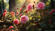 beautiful rose flowers in the forest with the sun shining 